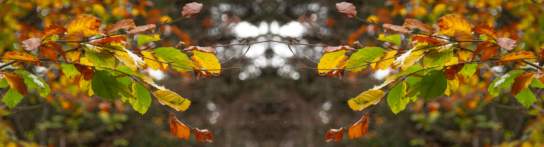 reference-dimage